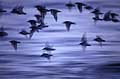 Bécasseaux variables et sanderlings.
(Calidris alpina & alba) -- 
Bretagne limicoles oiseau littoral nuit soir migration vol bécasseaux  Calidris alpina alba 
