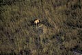 (Panthera leo) Afrique mammifère prédateur lion félin savanne herbes vue aérienne ciel solitaire Botswana Delta Okavango 