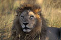(Panthera leo)
Delta Okavango / Botswana Panthera leo lion mâle adulte force puissance beauté crinière chasseur regard Afrique félin prédateur roi big five animaux bête Delta Okavango Botswana 