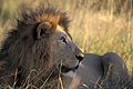 (Panthera leo).
Delta de l'Okavango / Botswana.
Fin saison des pluies. Afrique mammifère félin lion Panthera leo mâle crinière herbes brousse tête Delta Okavango Botswana big five regarder prédateur 