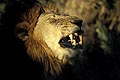 (Panthera leo) Afrique mammifère félin portrait tête dents gueule grimace roi savane big five Botswana prédateur puissance okavango Delta 