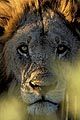 (Panthera leo) Panthera leo portrait grand male lion Afrique prédateur félin regard regarder tête crinière yeux brousse puissance Botswana big five 