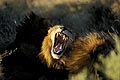 (Panthera leo)
 Panthera leo lion male Afrique bailler ouvrir dents gueule tête dormir sommeil sieste mammifère prédateur repos félin Botswana Okavango Delta 