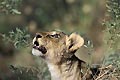 (Panthera leo) Panthera leo Lion Afrique Botswana Delta Okavango lionceau regarder tête voir ciel brousse jeune petit bébé mammifère félin big five 