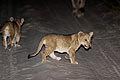 (Panthera leo) Panthera leo lion petit lionceau nuit piste marcher déplacer Afrique mammifère félin 