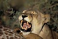 (Panthera leo) Panthera leo Botswana Africa Delta Okavango lion comportement bailler lionne femelle carcasse proie prédateur manger famille savanne dents gueule ouverte peau regarder ouvrir lionceau proie chasser  félin big five clan 