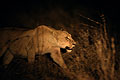 (Panthera leo) Panthera leo lionne nuit chasser chasse roder nocturne Botswana Okavango Delta Afrique mammifère prédateur clan 