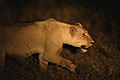 (Panthera leo) Panthera leo lionne nuit chasser chasse roder nocturne Botswana Okavango Delta Afrique mammifère prédateur clan 
