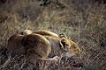 (Panthera leo) Panthera leo Botswana Okavango Delta lion lionne vieille vieillesse prédateur vieux dormir savane couché 
