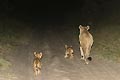 (Panthera leo)
 Panthera leo lionne lionceaux marcher piste nuit brousse Afrique mammifère félin famille déplacer Delta Okavango Botswana désert 