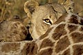 (Panthera leo) Panthera leo Afrique Botswana Delta Okavango yeux oeil prédateur proie félin big five manger regarder voir fauve girafe brousse savanne cycle vie jaune 