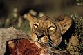 (Panthera Leo)
 Elle tire sa proie pour se mettre davantage à l'ombre. Panthera leo Lion Africa Botswana Delta Okavango lionne manger viande proie prédation prédateur félin dents carcasse cycle vie mort brousse savanne girafe mammifère 