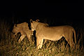 (Panthera leo) Panthera leo lionne nuit chasser chasse roder nocturne Botswana Okavango Delta Afrique mammifère prédateur clan 