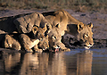 (Panthera leo)
Nord Delta Okavango Panthera leo lion famille lionne linceau eau point boire Okavango Delta Botswana Afrique ensemble regarder matin brousse vie scène félin clan mammifère 