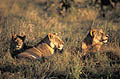 (Panthera leo)
Okavango / Botswana Panthera leo mammal Afrique lion mère jeune félin lumière soir Botswana big five Okavango 