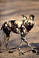 (Lycaon pictus).
Sabi Sand Private Nature Reserve.
Afrique du Sud chien sauvage Afrique sud mammifère réserve privée piste prédateur marcher 