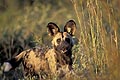 (Lycaon pictus)
Nord Delta Okavango
 Espèce en danger. Lycaon pictus Afrique Botswana Delta Okavango nord mammifère canidé danger espèce menacée chasse chien sauvage taches féces territoire 