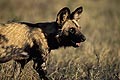 (Lycaon pictus) Lycaon pictus Botswana Delta Okavango chien sauvage Afrique africain brousse espèce menacée disparition 