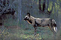 (Lycaon pictus).
Delta Okavango / Botswana canidé chien sauvage Afrique mammifère prédateur chasser Lycaon peint poil brousse sauvage Botswana 