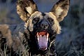 (Lycaon pictus) Lycaon pictus chien sauvage bailler ouvrir gueule dents africain Afrique mammifère canidé brousse savane danger disparition menacée espèce extinction Botswana Delta Okavango 
