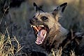(Lycaon pictus) Lycaon pictus chien sauvage africain Afrique brousse Botswana Delta Okavango brousse canidé espèce danger menacée extinction disparition bailler ouvrir dents gueule langue mammifère menace canidé 