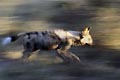 (Lycaon pictus) Lycaon pictus chien sauvage africain Afrique Botswana Okavango Delta espèce menacée danger extinction canidé mammifère courrir brousse prédateur 
