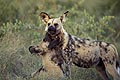 (Lycaon pictus)
Les jeunes sont nés en juillet Lycaon pictus chien sauvage africain Afrique mammifère Botswana Delta Okavango espèce danger menacée disparition canidé soumission comportement dominance femelle enceinte prégnante pleine alpha meute 
