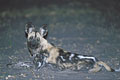 (Lycaon pictus) Lycaon pictus prédateur nocturne nuit  chasse meute canidé mammifère Afrique carnivore 