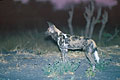 (Lycaon pictus) lycaon sauvage Afrique nuit chasse canidé mammifère meute prédateur carnivore nocturne 