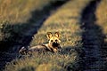 (Lycaon pictus)
Nord du delta de l'Okavango Okavango Delta Lycaon pictus chien sauvage africain Afrique mammifère canidé piste soir lumière photo rare espèce menacée danger disparition extinction meute 