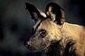 (Lycaon pictus) Lycaon pictus chien sauvage africain Afrique Botswana Delta okavango brousse canidé meute tête oreilles adulte espèce menacée danger extinction mammifère chasseur prédateur savane 