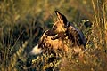 (Lycaon pictus) Afrique Lycaon pictus Africain chien sauvage mammifère espèce danger menacée extinction canidé brousse savane australe Botswana Okavango Delta 