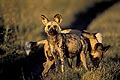 (Lycaon pictus)
La femelle alpha, reproductrice, est prégnante. Les jeunes sont nés début juillet. Afrique Lycaon pictus Africain chien sauvage mammifère espèce danger menacée extinction canidé brousse savane australe Botswana Okavango Delta couple reproduction femelle alpha 