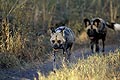 (Lycaon pictus) Lycaon pictus Afrique Africain chien sauvage mammifère espèce danger menacée extinction canidé brousse savane australe Botswana Okavango Delta couple reproduction femelle alpha 