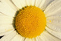 (Leucanthemum vulgare) photo de marguerite
fleur
jaune
blanc
prairie
rosée
photo
 