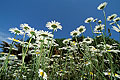 (Leucanthemum vulgare) prairie 
fleurs 
campagne
 été 
printemps
 champ n
ature 
flore L
eucanthemum 
vulgare 
France
 région 
voir 