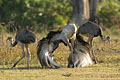 (Rhea americana)
Oiseaux inaptes au vol. nandou amérique sud Pantanal zone humide oiseau endémique parade nuptiale reproduction amour 
