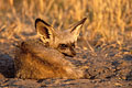 (Otocyon megalotis)
Botswana Otocyon sieste enroulé savane lumière Botswana prédateur insectes termites mammifère canidé 