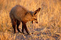 (Otocyon megalotis).
Savuti
Botswana Otocyon megalotis mammifère insectes termites chasse spécialisé prédateur savane nocturne adaptation régime Afrique Botswana oreilles, Savute,
 