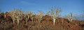 (Bursera graveolens) - Endémique
Pas de feuille en saison sèche.

(Panoramique X-pan) Bursera graveolens Palo santo arbre feuilles endémique Galapagos îles archipel nu écorce saison sèche zone aride Equateur 