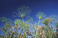 (Cepyrus papyrus)
BOTSWANA Cepyrus papyrus papyrus tiges flore végétation marais Delta Okavango Botswana Afrique zone humide 