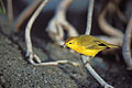 (Dendroica petechia aureola)
Chasse les insectes parmi les racines d'un palétuvier Dendroica petechia aureola paruline jaune oiseau passerau Galapagos palétuvier insectes manger 