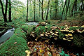 Finistère / Bretagne automne forêt paysage domaniale Bretagne 