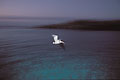 Qui a dit "plus de lumière, plus de photo" ?.... pélican brun Galapagos Santa Fé nuit envol mer île archipel oiseau équateur 