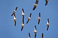(Pelecanus onocrotalus) Afrique oiseaux voler pélican blancs ciel déplacer bec lourd troupe groupe ensemble évoluer 