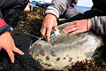 La balise est collée à l'aide d'une colle spéciale. La balise tombera d'elle-même lors de la repousse du poil. Elle émet ses données à chaque émersion de l'animal. balise Argos satellite phoque Bretagne Manche mer déplacement suivi scientifique 