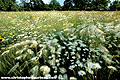 (Leucanthemum vulgare) prairie fleurs vent France campagne bocage champ marguerite grande printemps Leucanthemum vulgare 