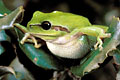  rainette méridionale Hyla meridionalis feuilles chêne vert sud midi France amphibien chant arboricole vert grenouille 