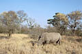 (Ceratotherium simum)
Espèce re-introduite avec succès dans de nombreux sanctuaires d'Afrique australe. Reserves corne kératine Rhinoceros blanc Afrique Parc national 