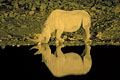 (Diceros bicornis) rhinoceros noir nuit réflexion Etosha corne kératine valeur commerce braconnage Diceros bicornis Afrique Namibie Etosha parc mammifère menacé braconnage observation faune nocturne trou eau point Okokuejo 